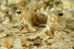 Eyes of juvenile flounder looking back, as I slowly appro... by David Heidemann 